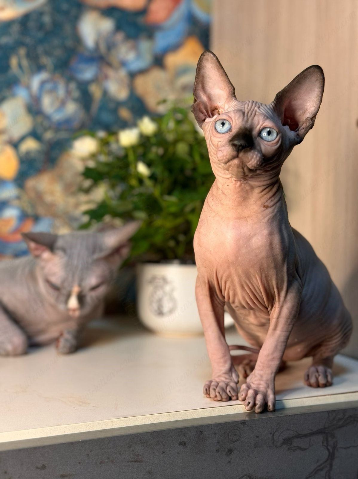 Canadian Sphynx Kitten "Hloya"