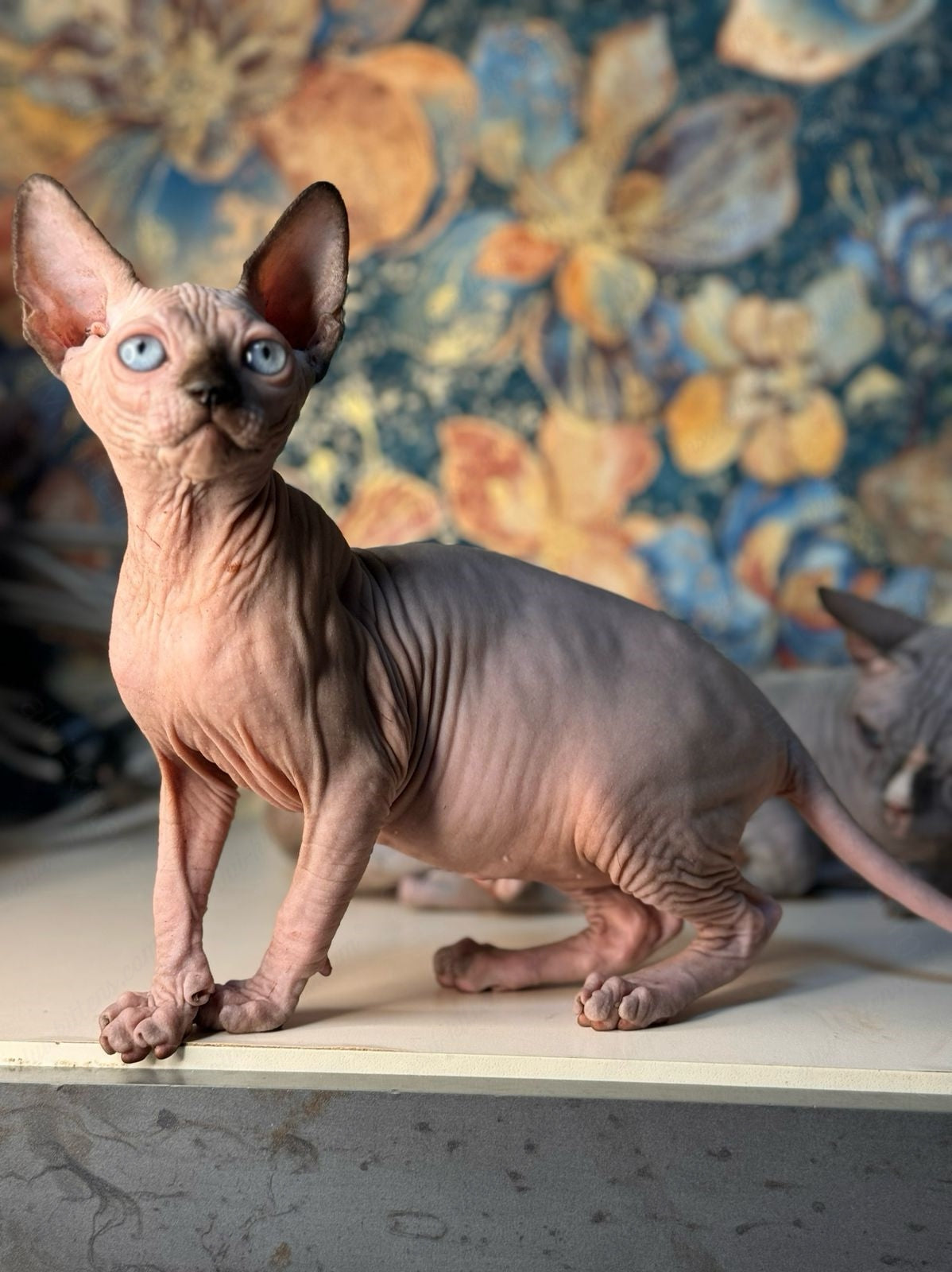 Canadian Sphynx Kitten "Hloya"