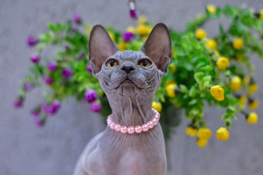 Canadian Sphynx Kitten "Iris"