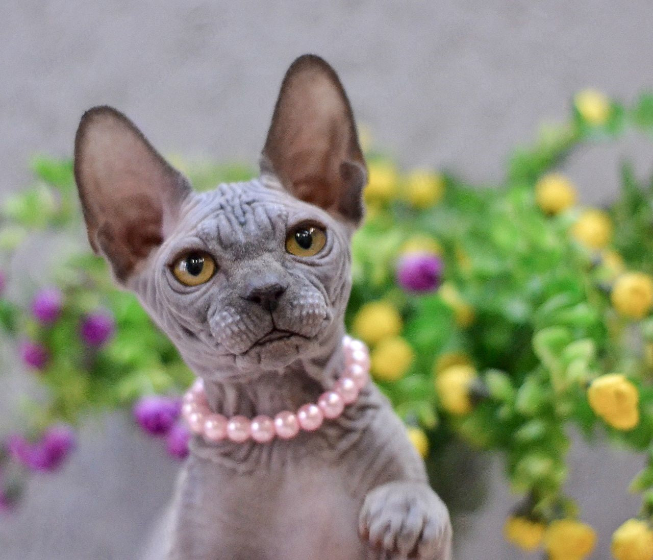 Canadian Sphynx Kitten "Iris"