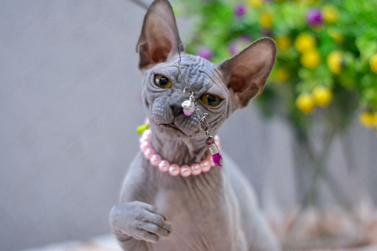 Canadian Sphynx Kitten "Iris"