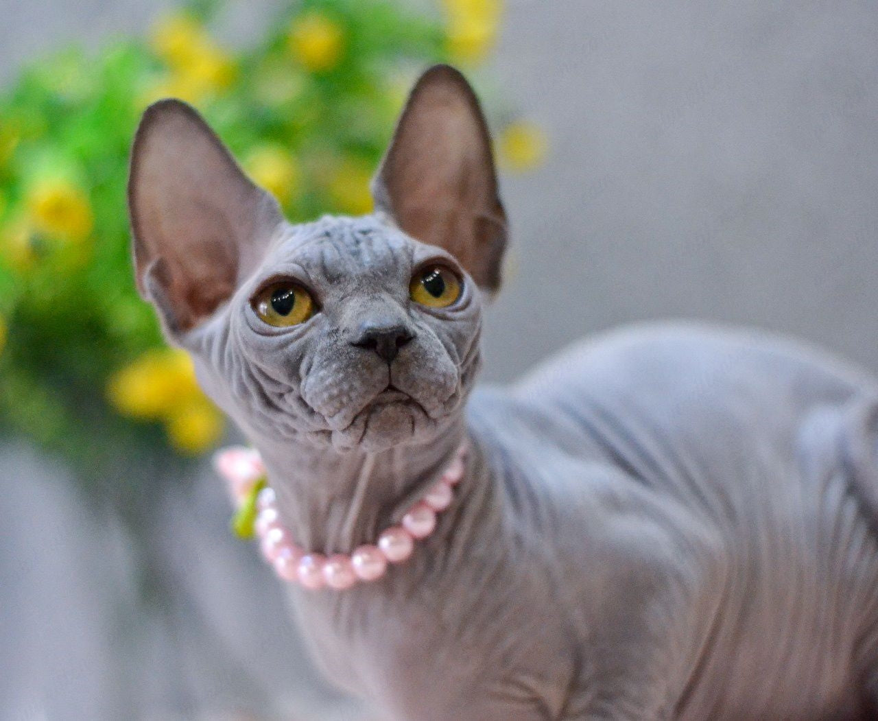 Canadian Sphynx Kitten "Iris"