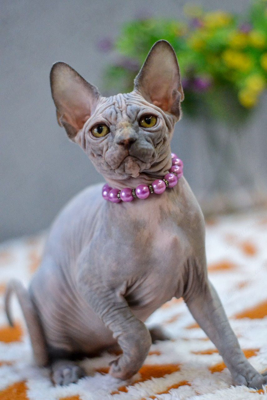 Canadian Sphynx Kitten "Jasmin"