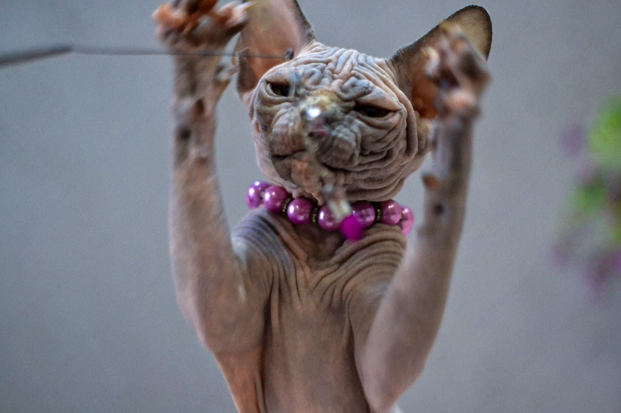 Canadian Sphynx Kitten "Jasmin"