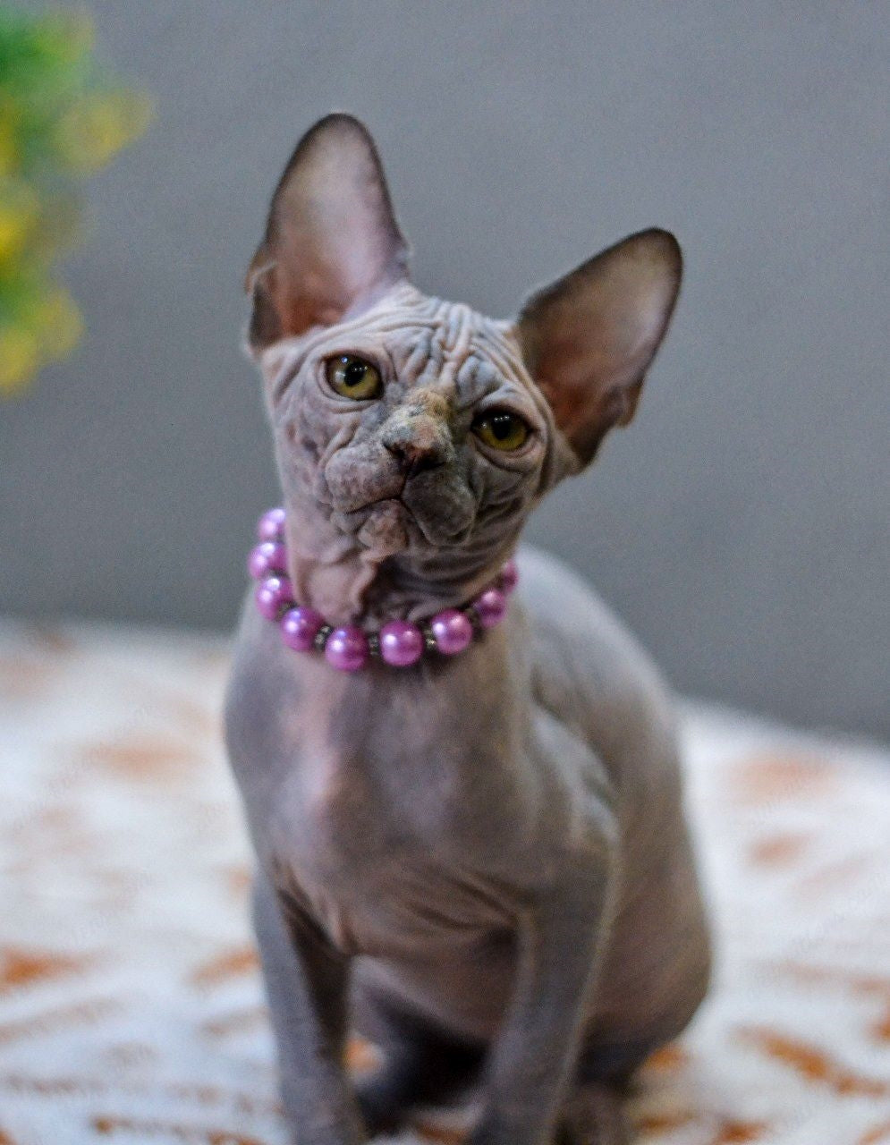 Canadian Sphynx Kitten "Jasmin"