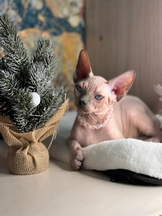 Canadian Sphynx Kitten "Yoda"