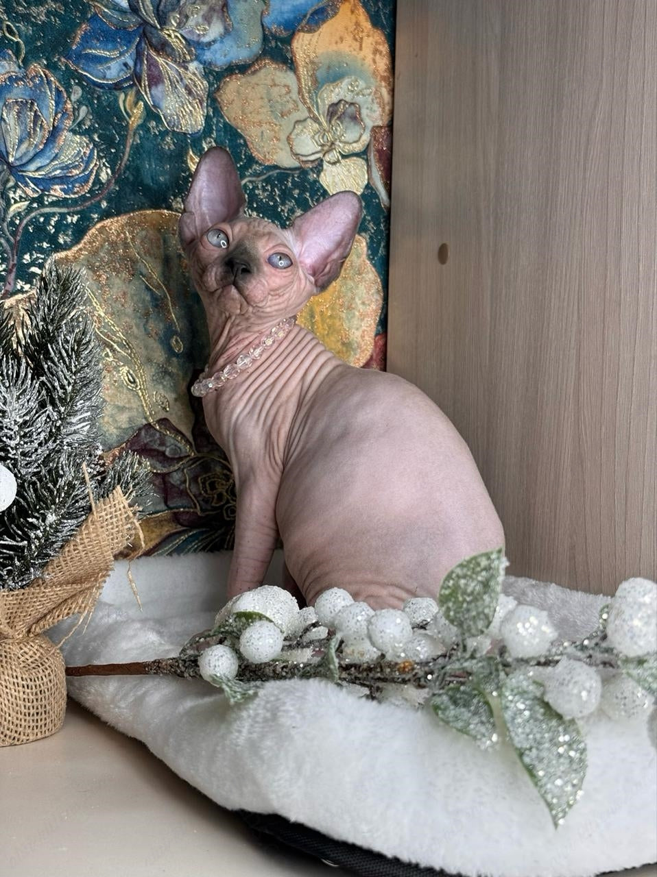 Canadian Sphynx Kitten "Yoda"