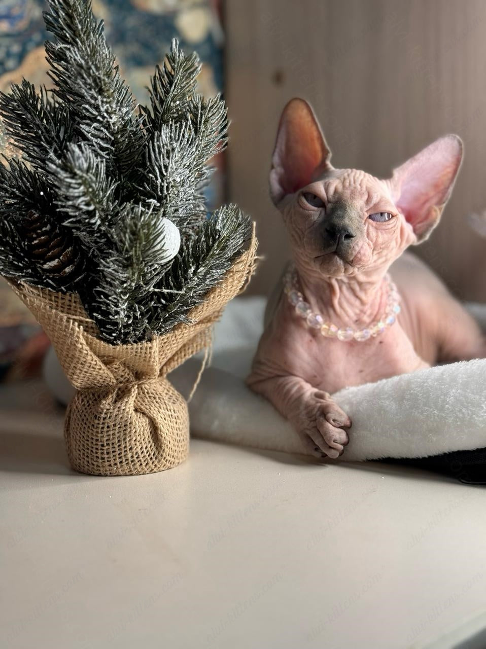 Canadian Sphynx Kitten "Yoda"