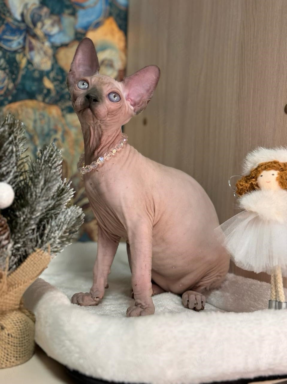 Canadian Sphynx Kitten "Yoda"