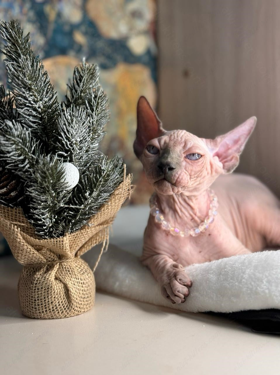 Canadian Sphynx Kitten "Yoda"