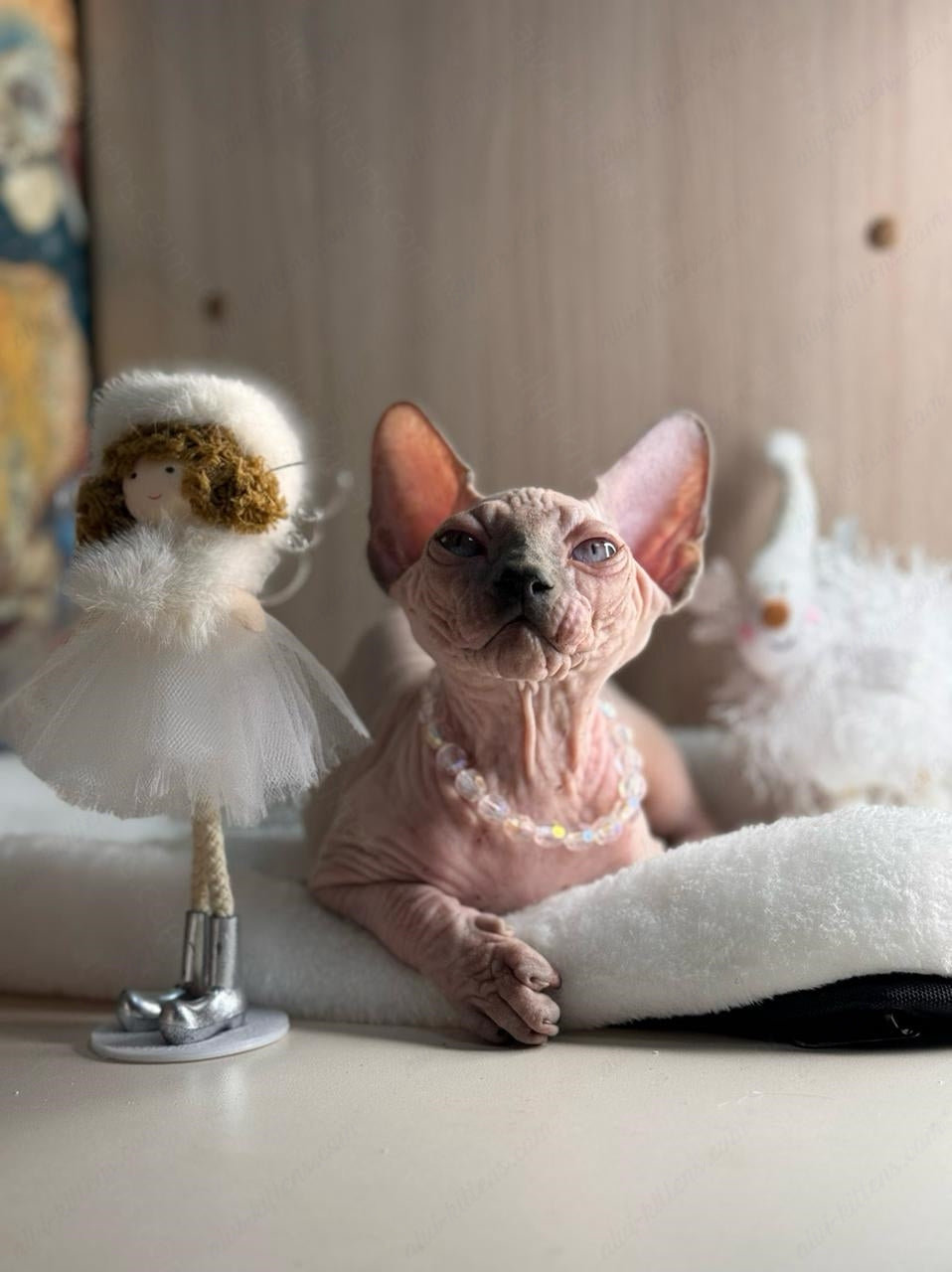 Canadian Sphynx Kitten "Yoda"