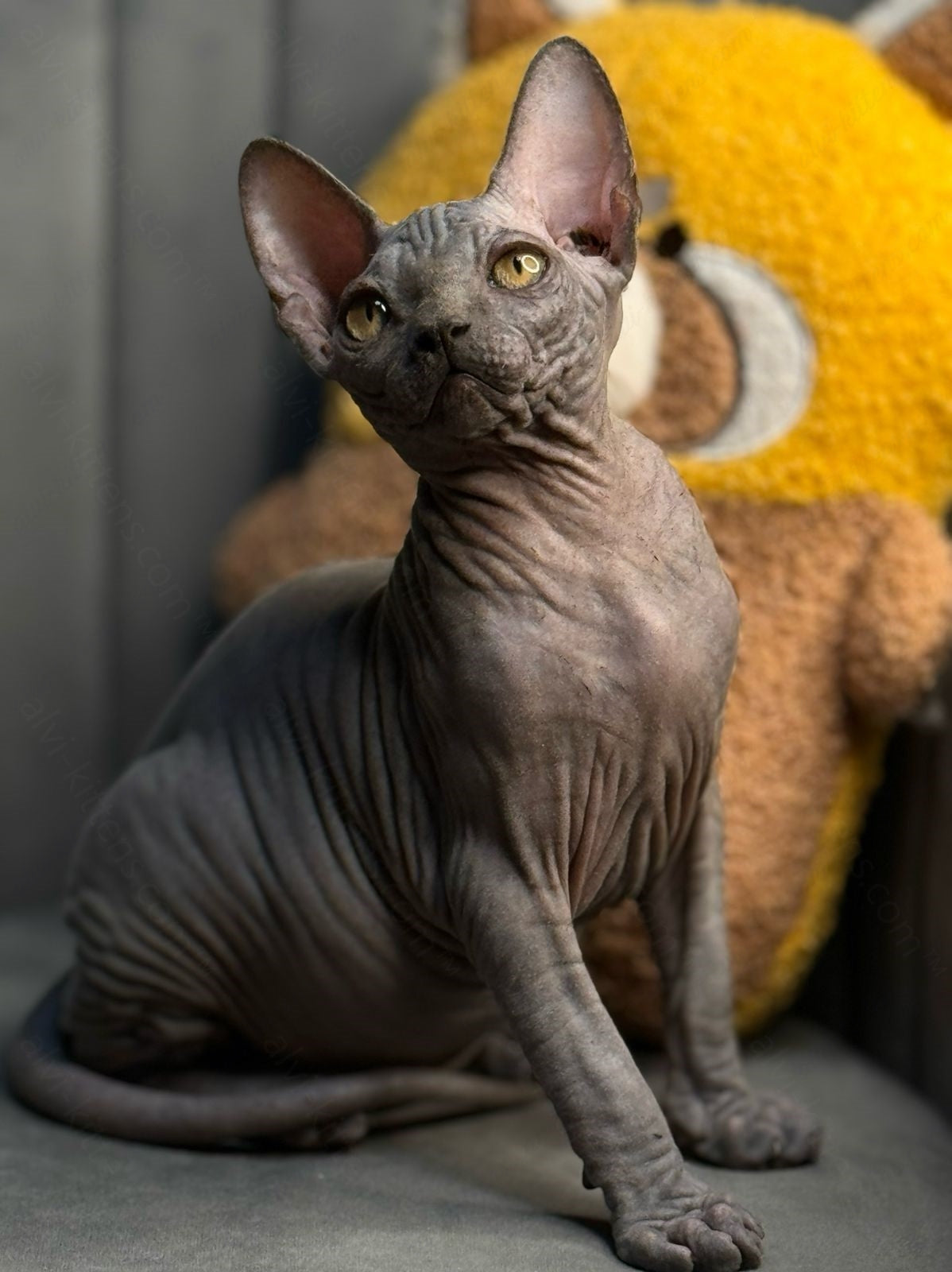 Canadian Sphynx Kitten "Zefir"