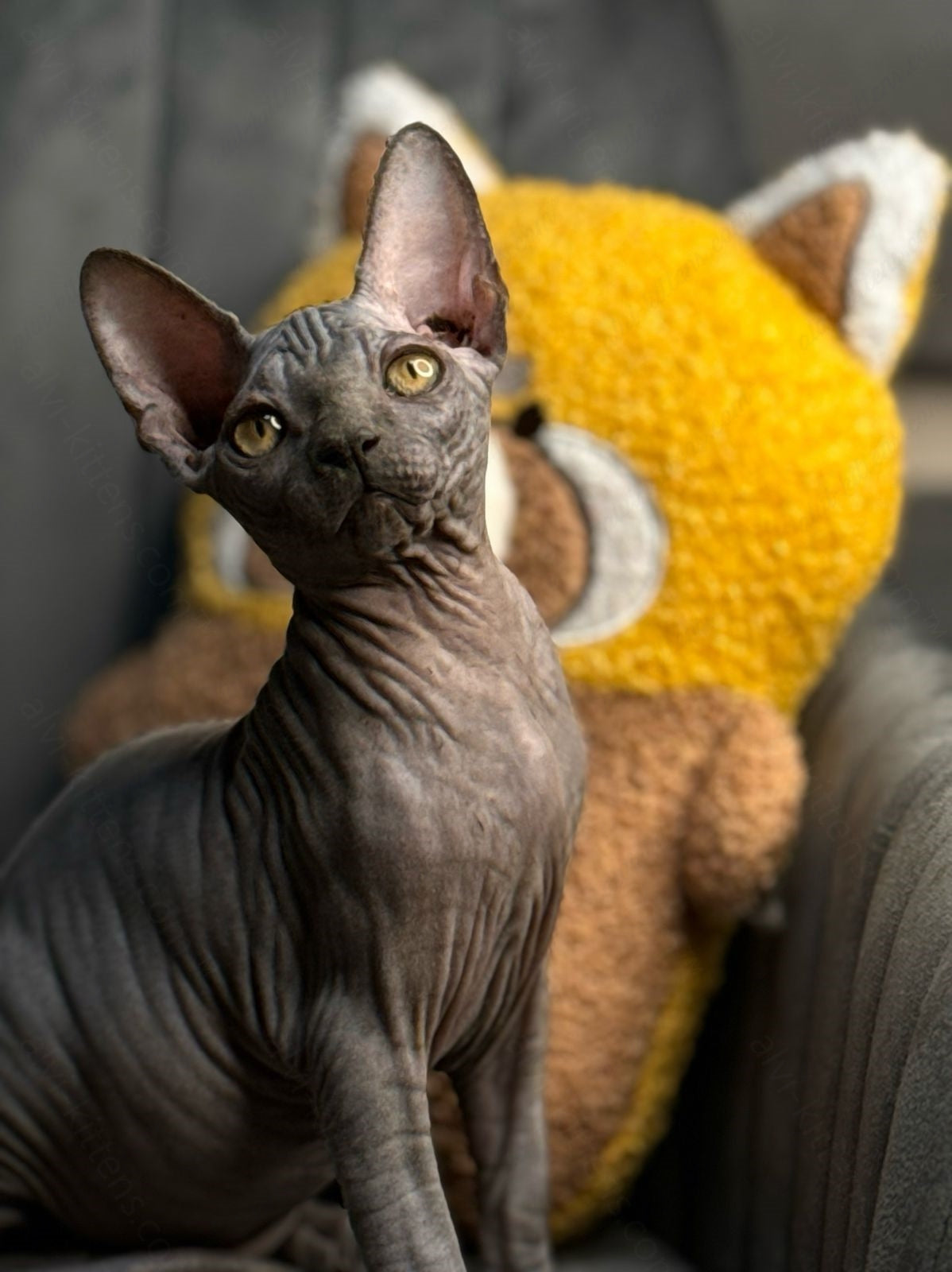 Canadian Sphynx Kitten "Zefir"