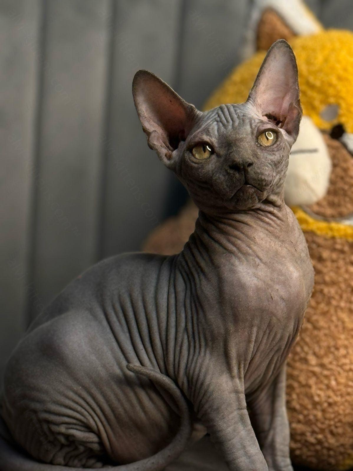 Canadian Sphynx Kitten "Zefir"