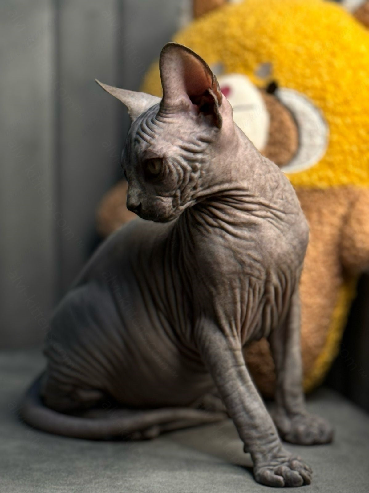 Canadian Sphynx Kitten "Zefir"