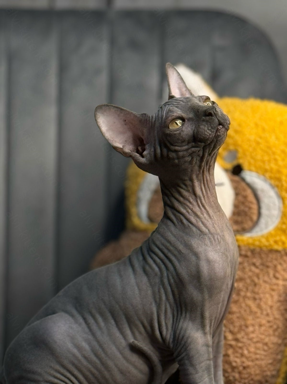 Canadian Sphynx Kitten "Zefir"