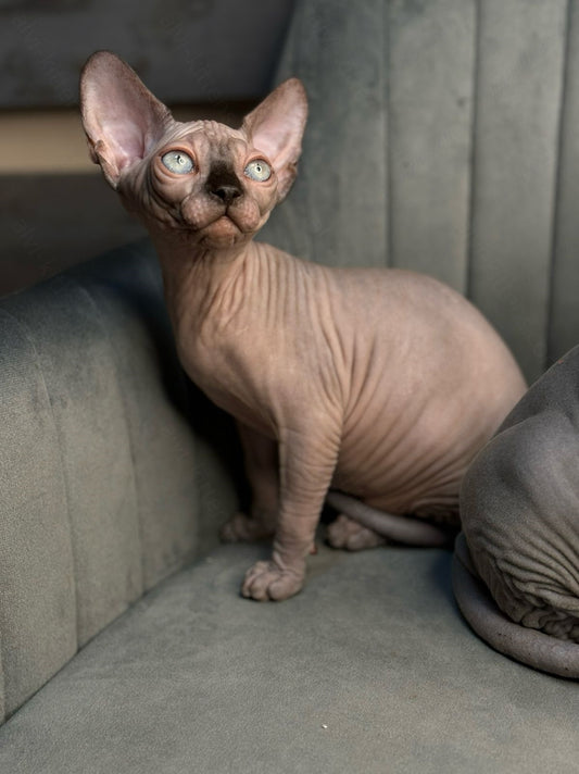 Canadian Sphynx Kitten "Zlata"