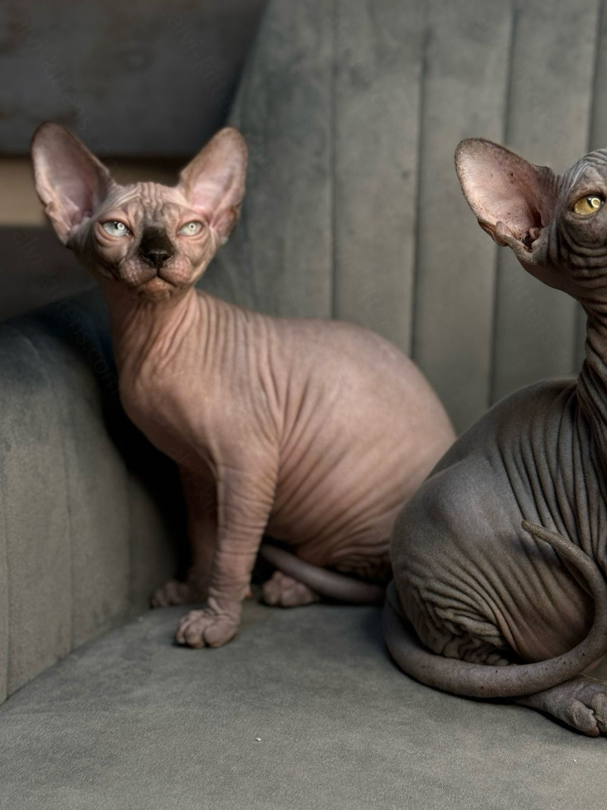 Canadian Sphynx Kitten "Zlata"