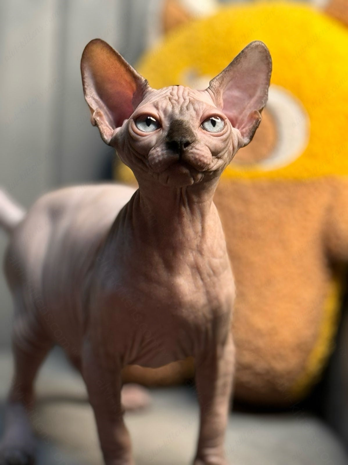 Canadian Sphynx Kitten "Zlata"