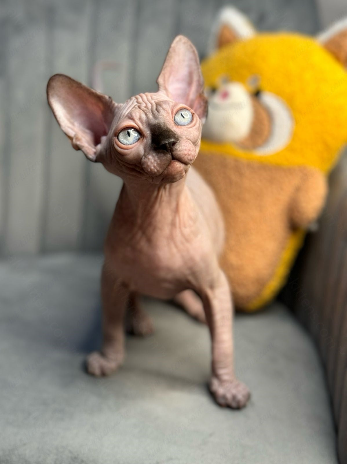 Canadian Sphynx Kitten "Zlata"