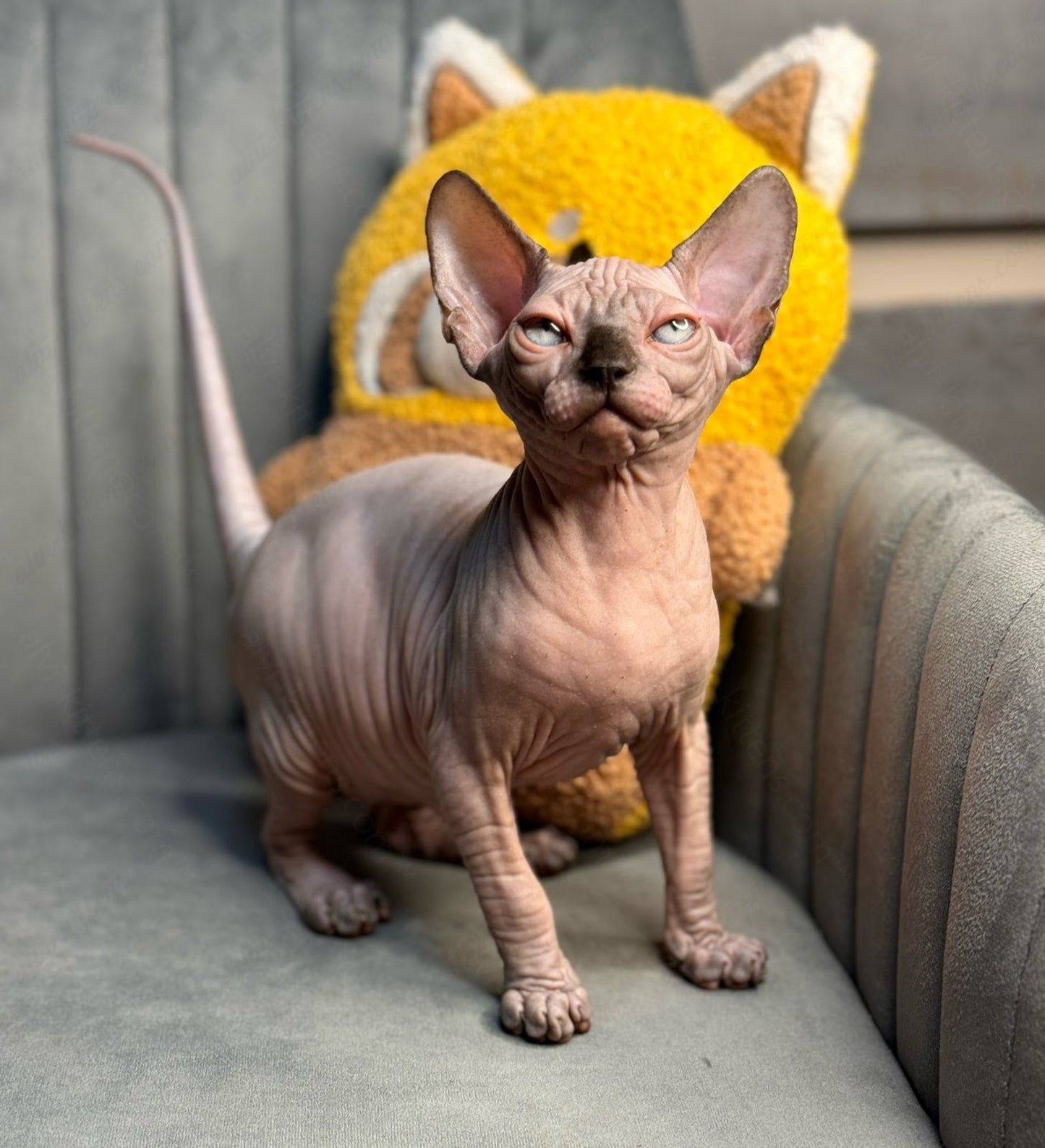 Canadian Sphynx Kitten "Zlata"