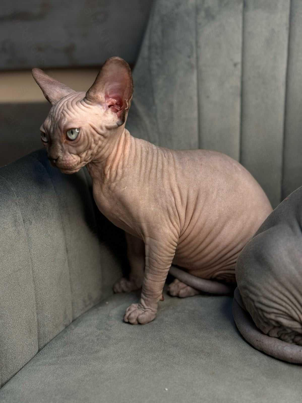 Canadian Sphynx Kitten "Zlata"