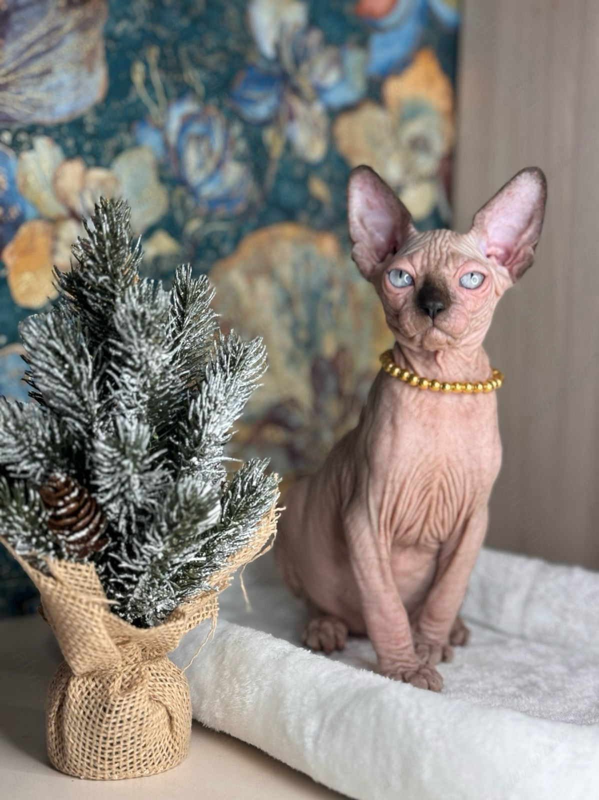 Canadian Sphynx Kitten "Zlata"