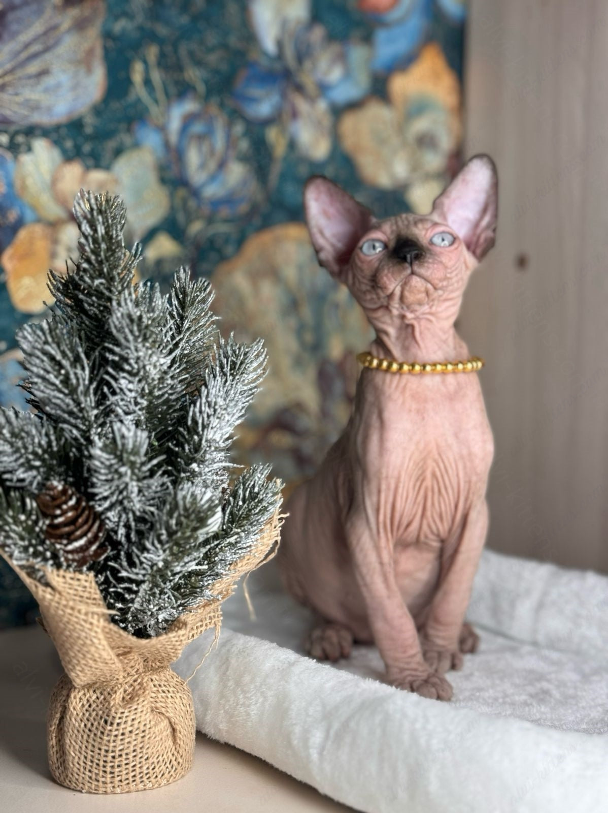 Canadian Sphynx Kitten "Zlata"