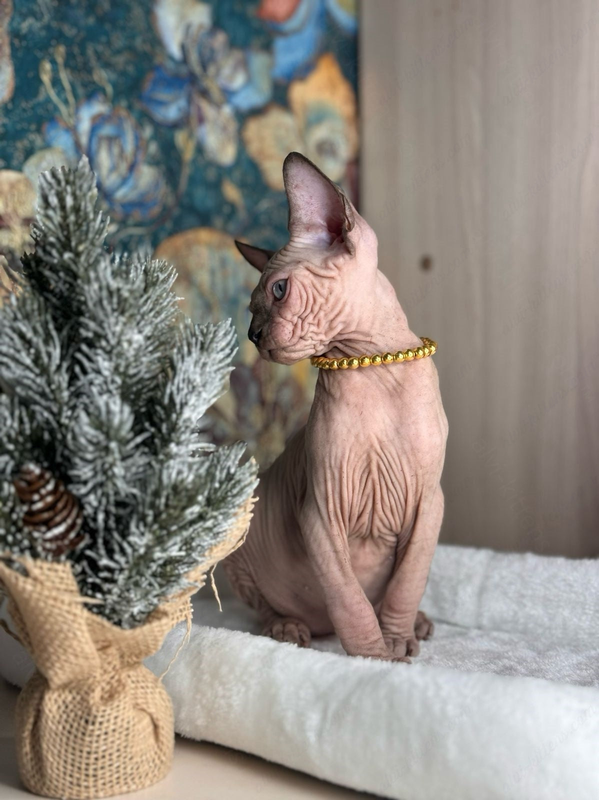 Canadian Sphynx Kitten "Zlata"