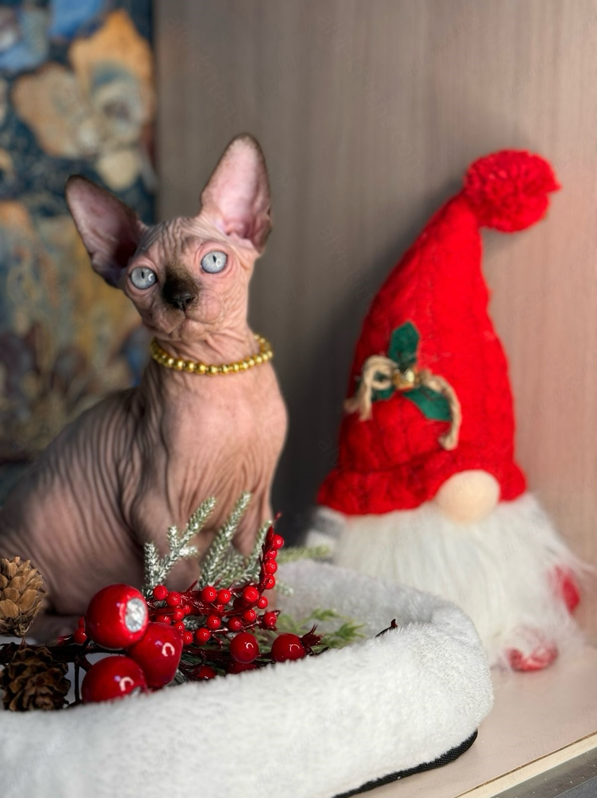 Canadian Sphynx Kitten "Zlata"