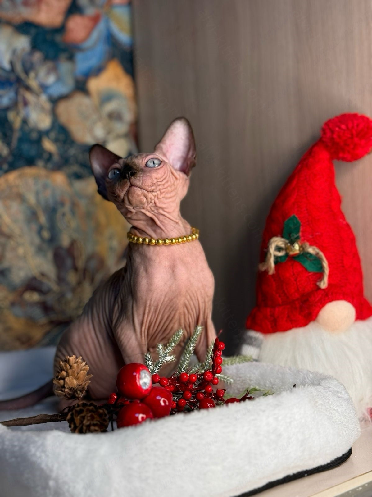 Canadian Sphynx Kitten "Zlata"