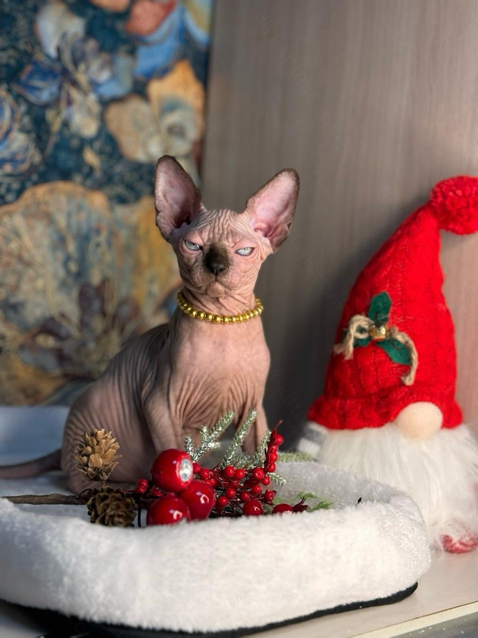 Canadian Sphynx Kitten "Zlata"