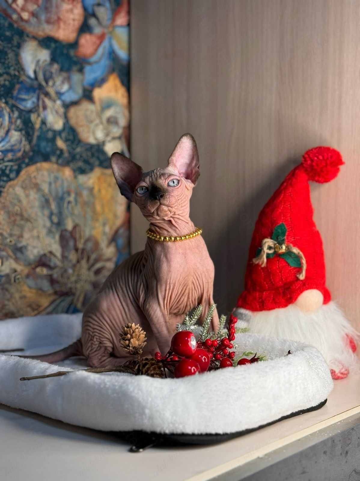 Canadian Sphynx Kitten "Zlata"