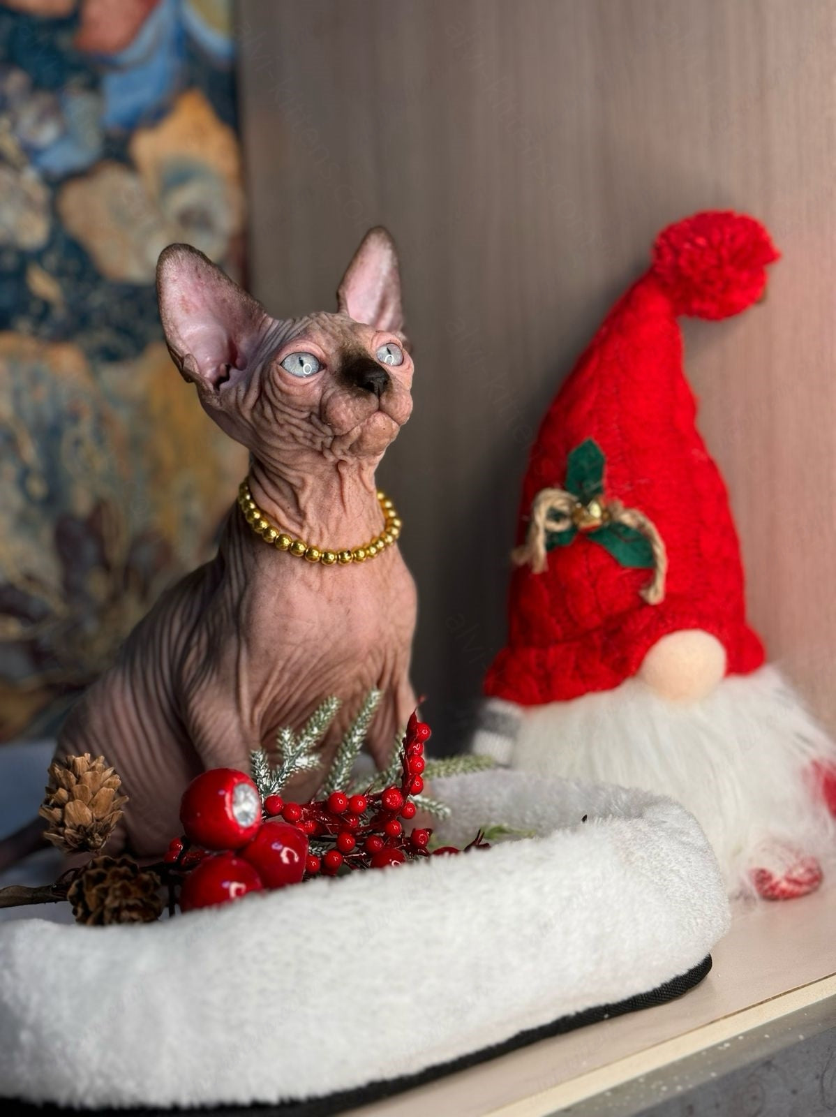 Canadian Sphynx Kitten "Zlata"