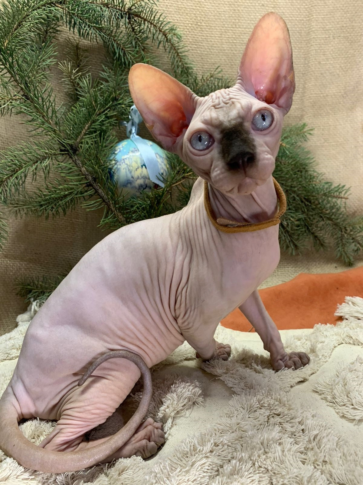 Canadian Sphynx Kitten "CSm-021"