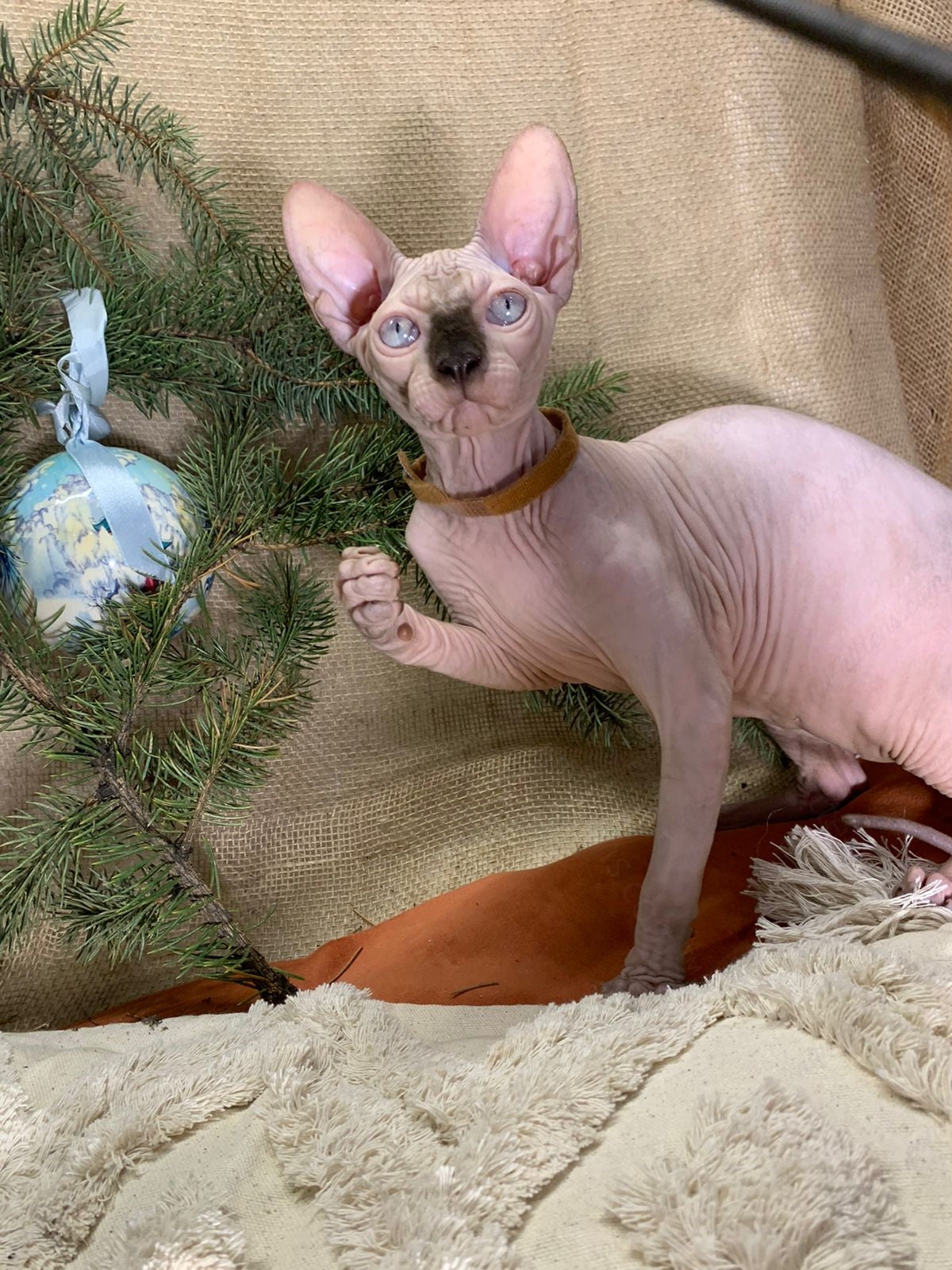 Canadian Sphynx Kitten "CSm-021"