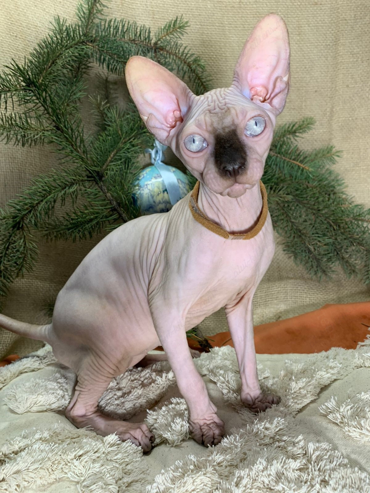 Canadian Sphynx Kitten "CSm-021"