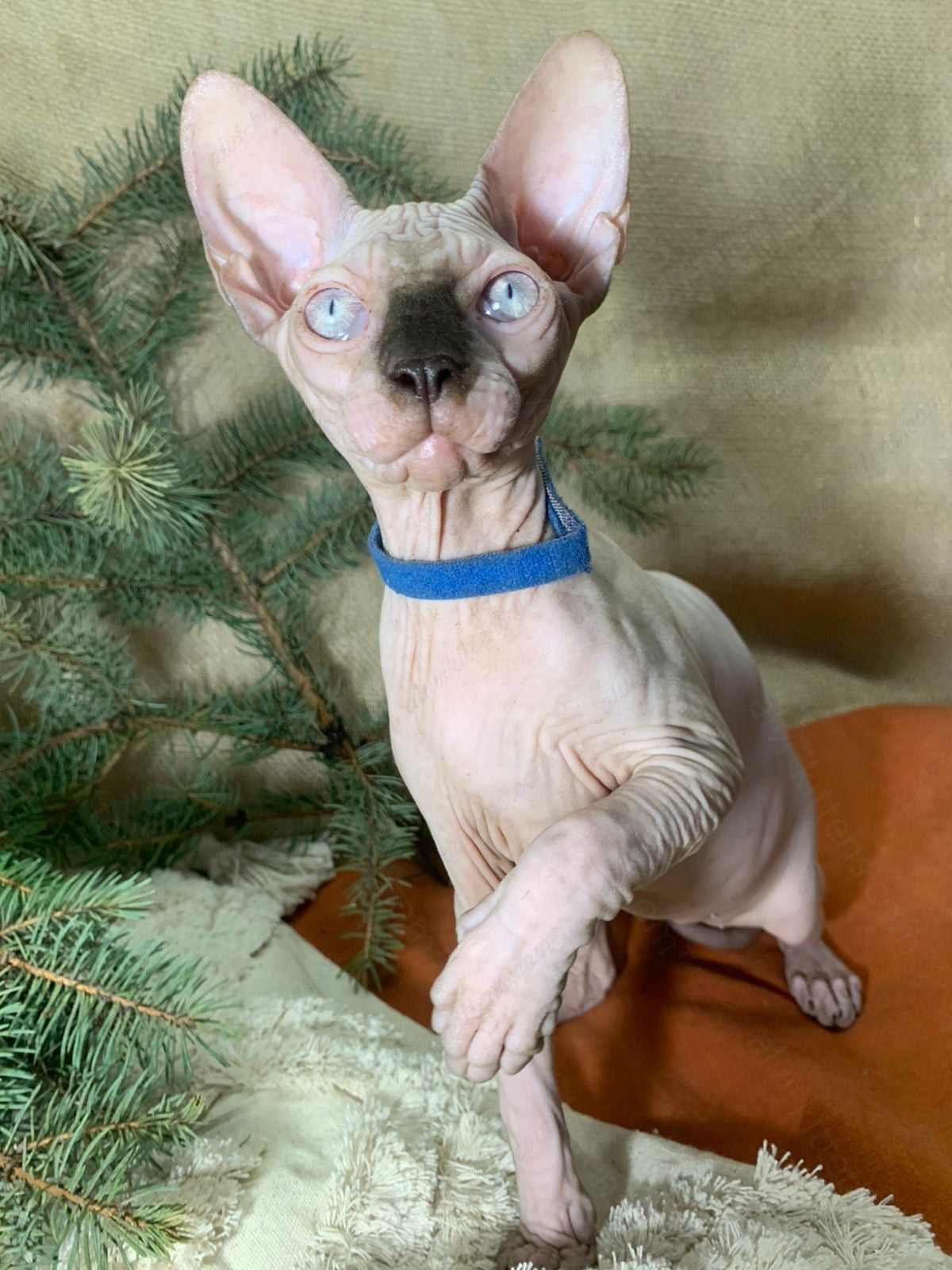 Canadian Sphynx Kitten "CSm-022"