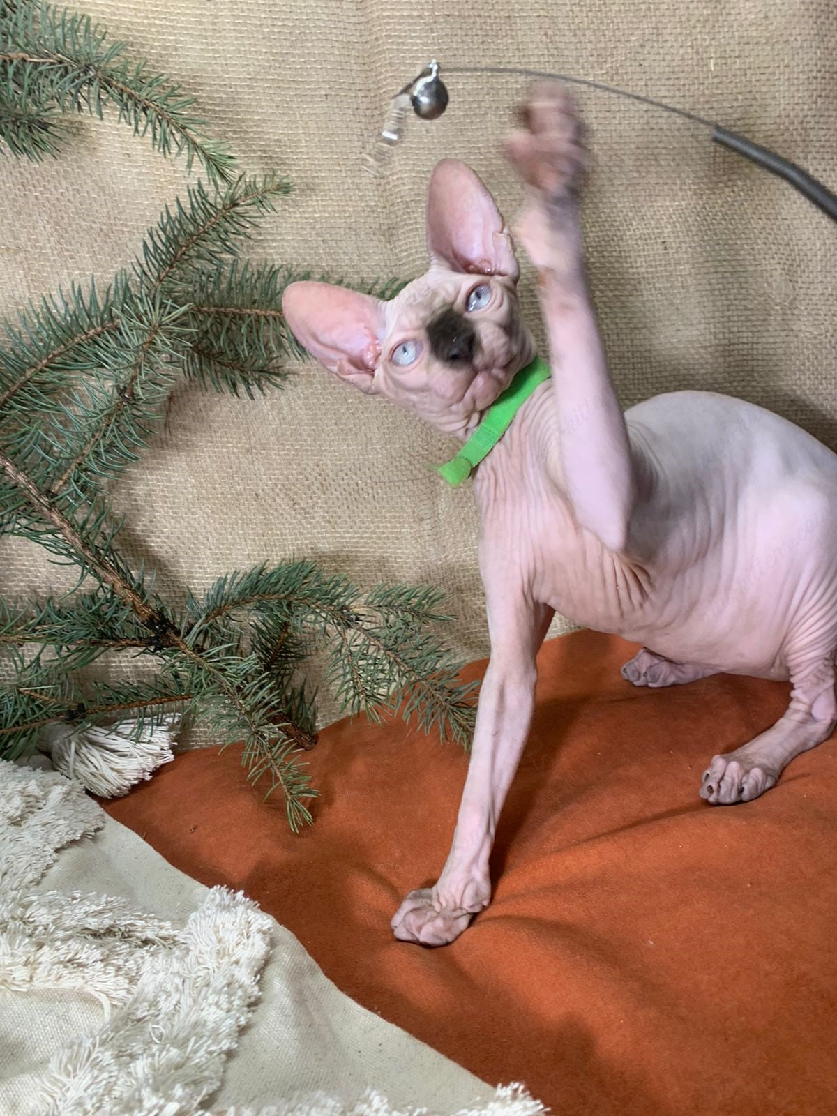 Canadian Sphynx Kitten "CSm-022"