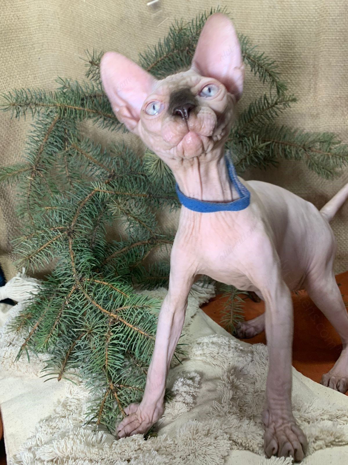 Canadian Sphynx Kitten "CSm-022"