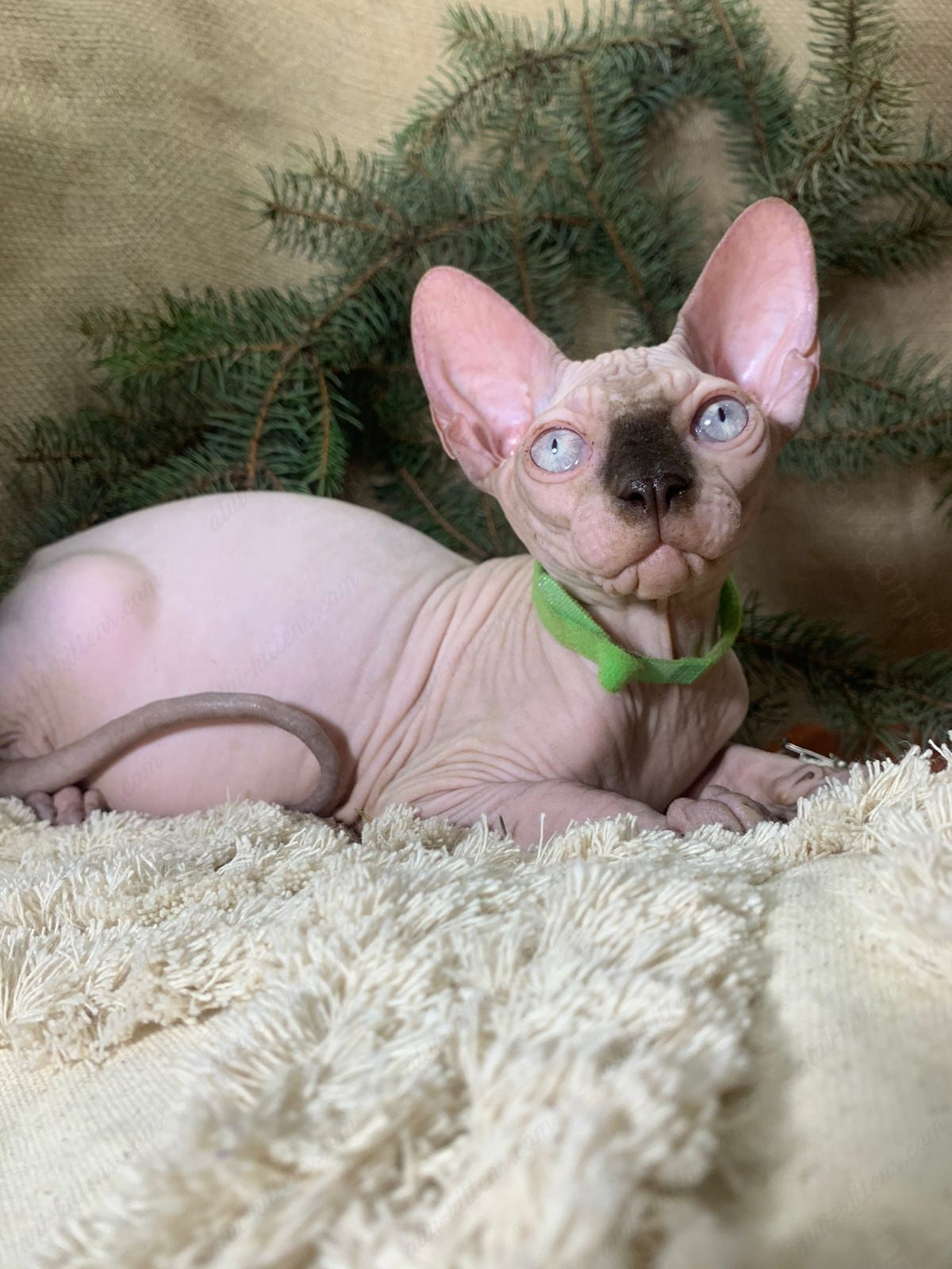 Canadian Sphynx Kitten "CSm-023"