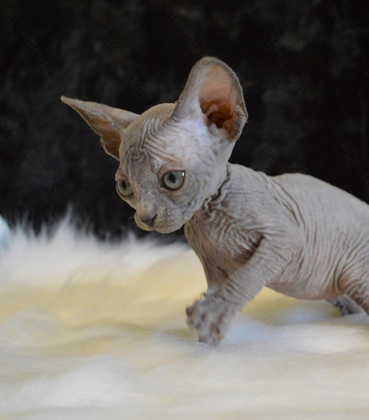 Canadian Sphynx Kitten "CSf-016"