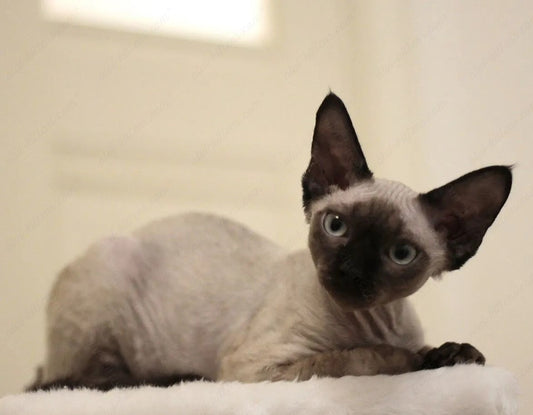 Devon rex kitten name "DRm-001"