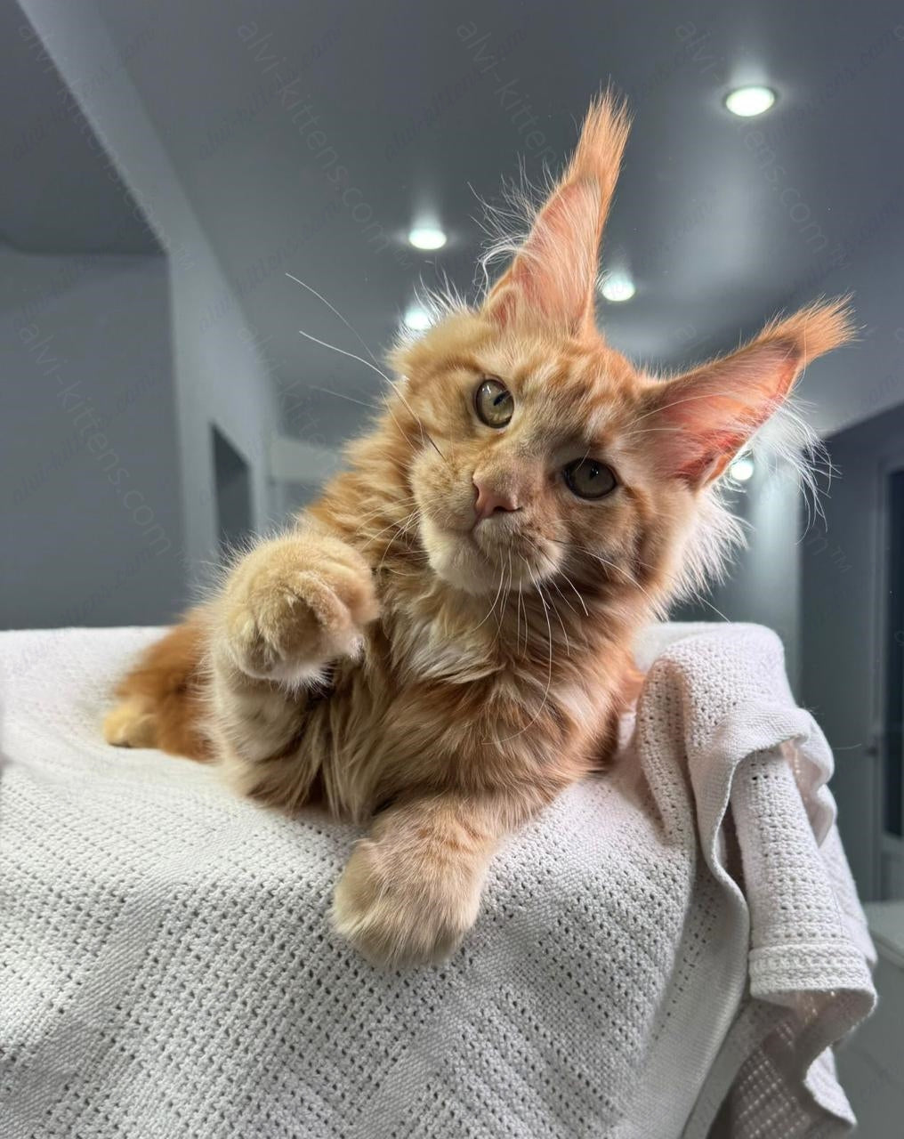 Maine Coon Kitten Name "Red Hot Chili Pepper"