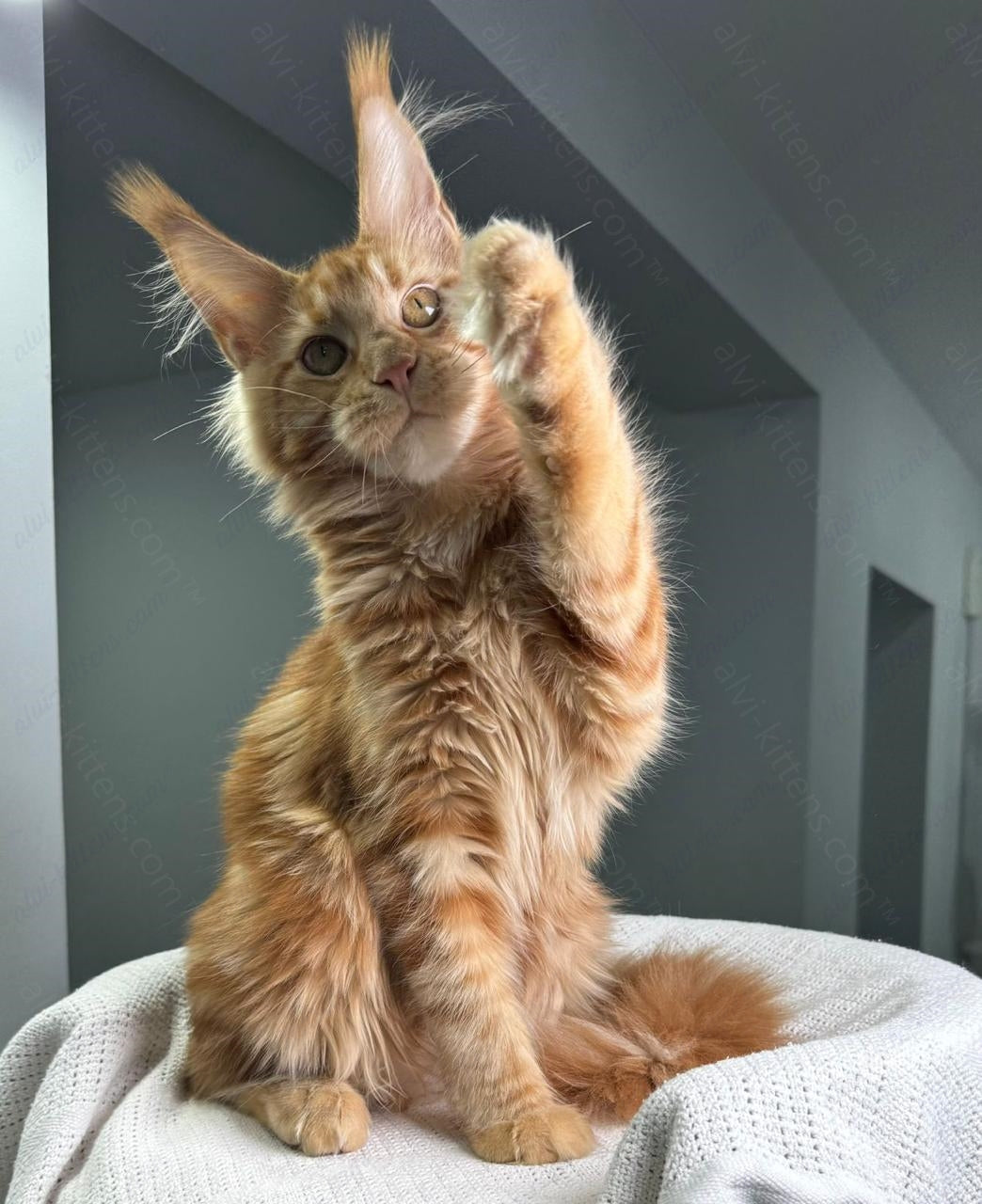 Maine Coon Kitten Name "Red Hot Chili Pepper"