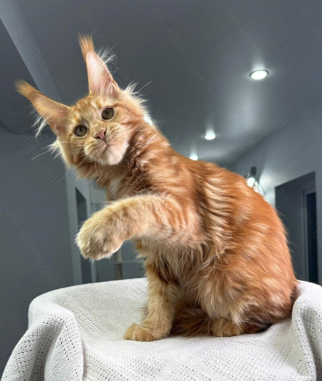 Maine Coon Kitten Name "Red Hot Chili Pepper"