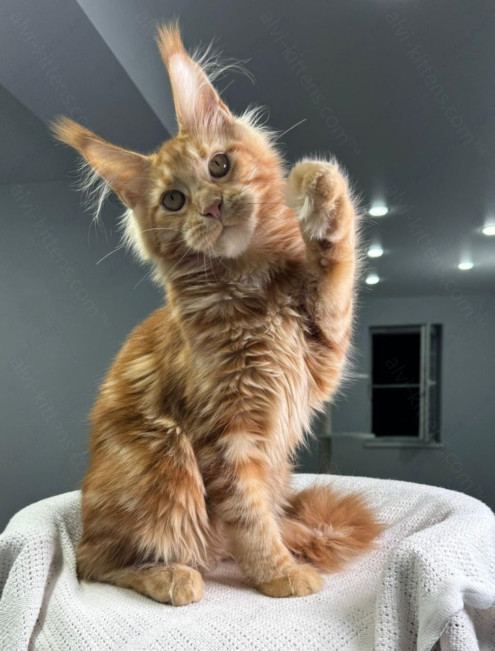 Maine Coon Kitten Name "Red Hot Chili Pepper"