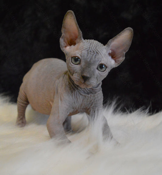 Canadian Sphynx Kitten "CSm-017"