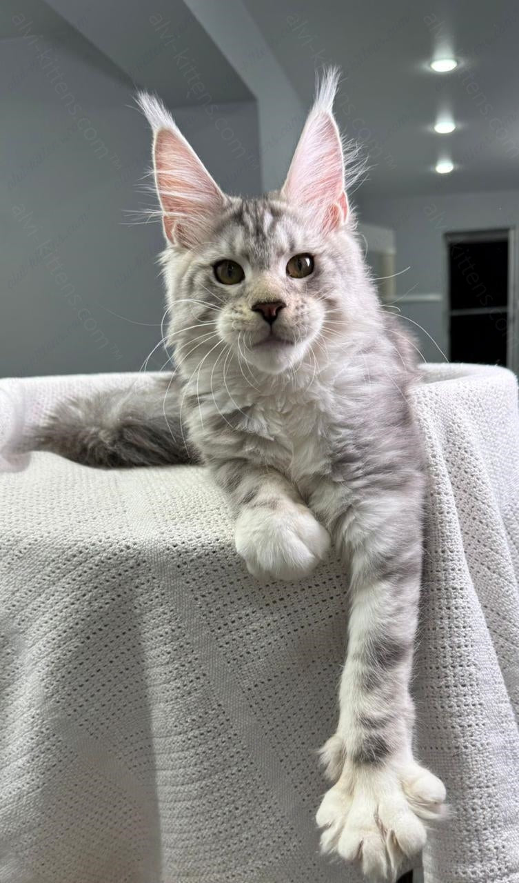 Maine Coon Kitten Name "Vandergraff"