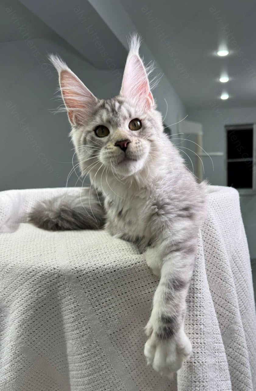 Maine Coon Kitten Name "Vandergraff"